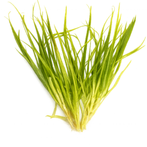 Five Potted Plants Japanese Rush Asian Grass Plant Blyxa Japonica