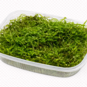 Five Portions of Plants Bogor Moss Plant Taxiphyllum Barbieri