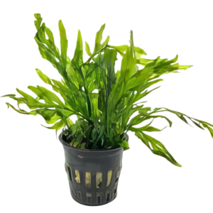 Five Potted Plants African Water Fern Plant Bolbitis Heudelotii