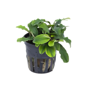 Five Potted Plants Green Wavy Bucephalandra Plant Bucephalandra Sp