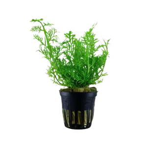 Five Potted Plants Fine Leaf Water Sprite Plant Ceratopteris Thalicroides