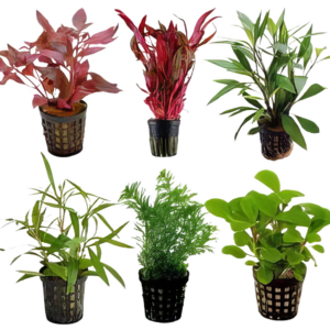 Ten Potted Plants Assorted Cichlid Safe Plants