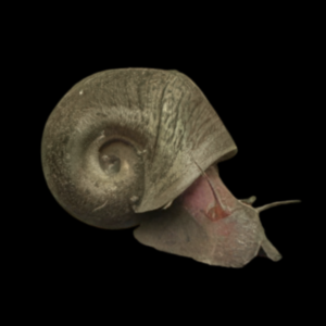 Common Ramshorn Snail Planorbella Duryi 2cm