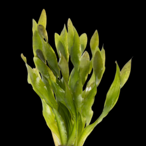 Five Bunched Plants Twisted Corkscrew Vallis Plant Vallisneria Corkscrew