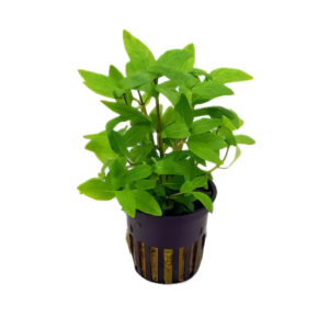 Five Potted Plants Creeping Staurogyne Plant Staurogyne Repens