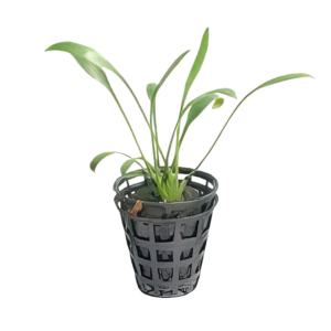 Five Potted Plants Axelrods Red Crypt Plant Cryptocoryne Axelrodii
