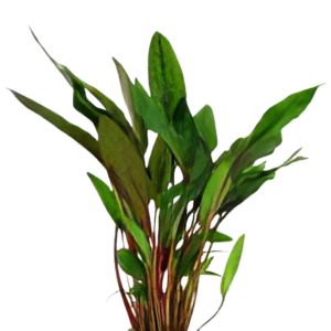 Five Potted Plants Beckett's Crypt Plant Cryptocoryne Becketii