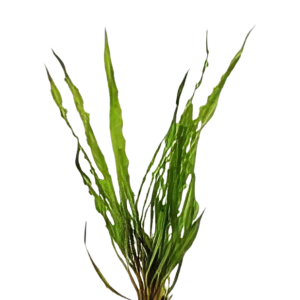 Five Potted Plants Cryptocoryne Crispatula Plant Cryptocoryne Balansae
