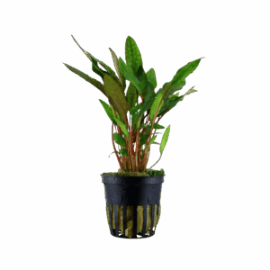 Five Potted Plants Cryptocoryne Petchii Plant Cryptocoryne Petchii