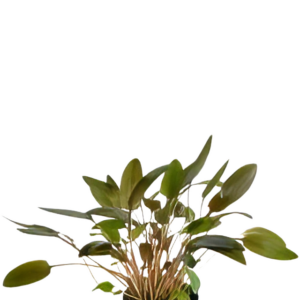 Five Potted Plants Cryptocoryne Brown Plant Cryptocoryne Wendtii Brown