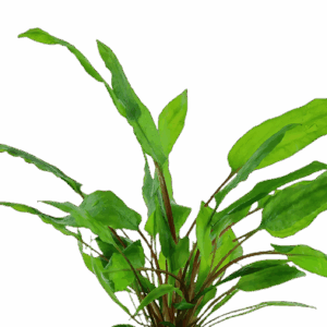 Five Potted Plants Cryptocoryne Green Plant Cryptocoryne Wendtii Green
