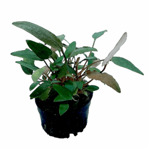 Five Potted Plants Cryptocoryne Mi Oya Plant Cryptocoryne Wendtii Mi Oya