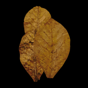 Catappa Leaves XL x 10