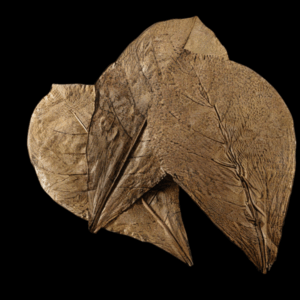 Catappa Leaves M x 15