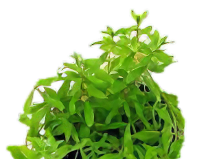 Five Bunched Plants Water Hedge Plant Didiplis Diandra