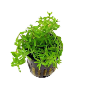 Five Potted Plants Water Hedge Plant Didiplis Diandra