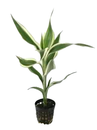 Five Potted Plants Variegated Dracena Dracaena Sanderiana