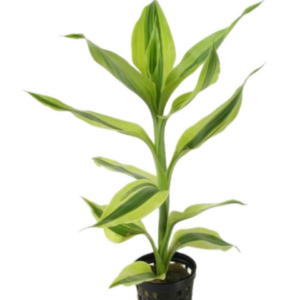 Five Potted Plants Yellow Variegated Dracena Dracaena Variegatus