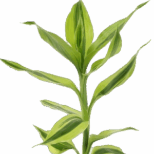 Five Bunched Plants Yellow Variegated Dracena Dracaena Variegatus