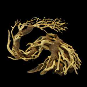 Dragon Tree Small Piece 22x15x10cm