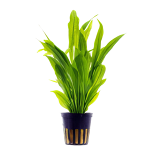 Five Potted Plants Broad Leaf Amazon Plant Echinodorus Bleheri