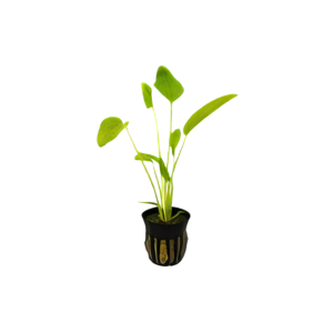 Five Potted Plants Radican Sword Plant Echinodorus Cordifolius
