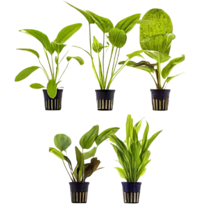 Ten Potted Plants Assorted Echinodorus & Cryptocoryne Plants