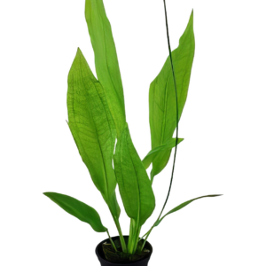 Five Potted Plants Europa Sword Plant Echinodorus Europa