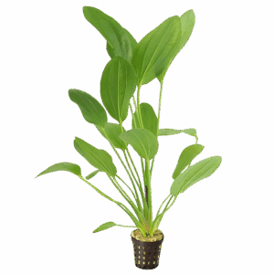 Five Potted Plants Felix Sword Plant Echinodorus Felix