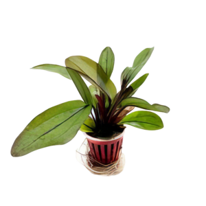 Five Potted Plants Franz Stoffels Sword Plant Echinodorus Franz Stoffels