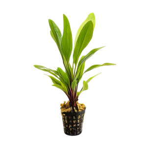 Five Potted Plants Green Pepper Sword Plant Echinodorus Sp