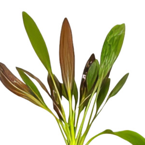 Five Potted Plants Horemanii Sword Plant Echinodorus Horemani