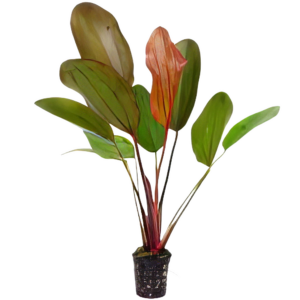 Five Potted Hot Plants Pepper Sword Plant Echinodorus Sp