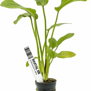 Five Potted Plants Inpai Sword Plant Echinodorus Inpai