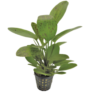 Five Potted Plants Ipica Sword Plant Echinodorus Ipica