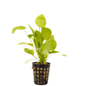 Five Potted Plants Jan Harbich Sword Plant Echinodorus Jan Harbich