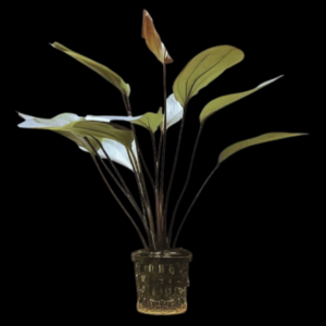 Five Potted Plants Krapeatnyj Sword Plant Echinodorus Krapeatnyj