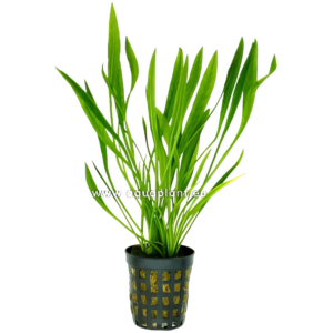 Five Potted Plants Broad Leaf Chain Sword Plant Echinodorus Latifolius