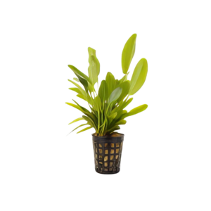 Five Potted Plants Lena Sword Plant Echinodorus Lena