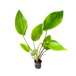 Five Potted Plants Large Leaf Sword Plant Echinodorus Macrophyllus