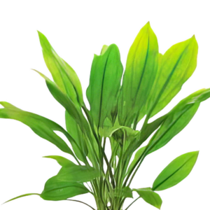 Five Potted Plants Major Amazon Sword Plant Echinodorus Sp