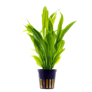 Five Potted Plants Obovatus Sword Plant Echinodorus Obovatus