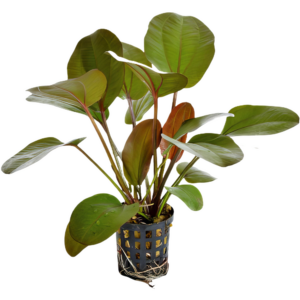 Five Potted Plants Rubra Osiris Sword Plant Echinodorus Osiris