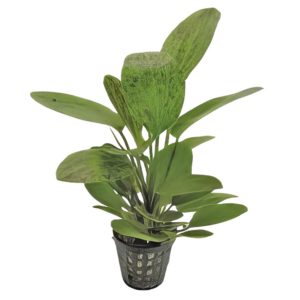 Five Potted Plants Green Ozelot Sword Plant Echinodorus Ozelot