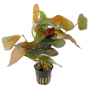 Five Potted Plants Red Ozelot Sword Plant Echinodorus Ozelot