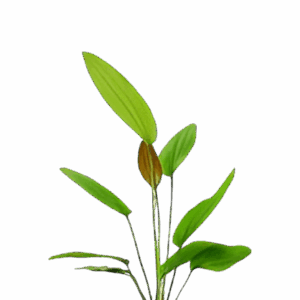 Five Bunched Plants Rose Sword Plant Echinodorus Sp