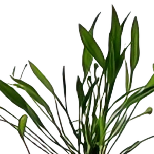 Five Potted Plants Dwarf Chain Sword Plant Echinodorus Quadricostatus