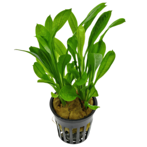 Five Potted Plants Tropica Sword Plant Echinodorus Tropica