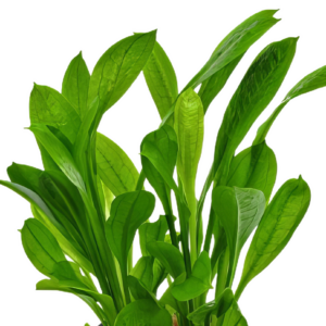 Five Bunched Plants Tropica Sword Plant Echinodorus Tropica