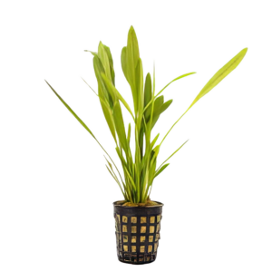 Five Potted Plants Veronikae Sword Plant Echinodorus Veronikae